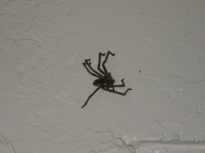 big-spider